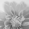Камелия (Unitile)